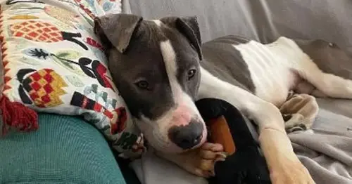 Six adorable rescue dogs looking for their forever homes in Lancashire