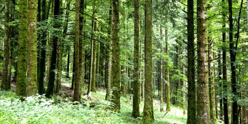 INFO JDD. La Société botanique de France alerte sur le repeuplement des forêts par des arbres exotiques