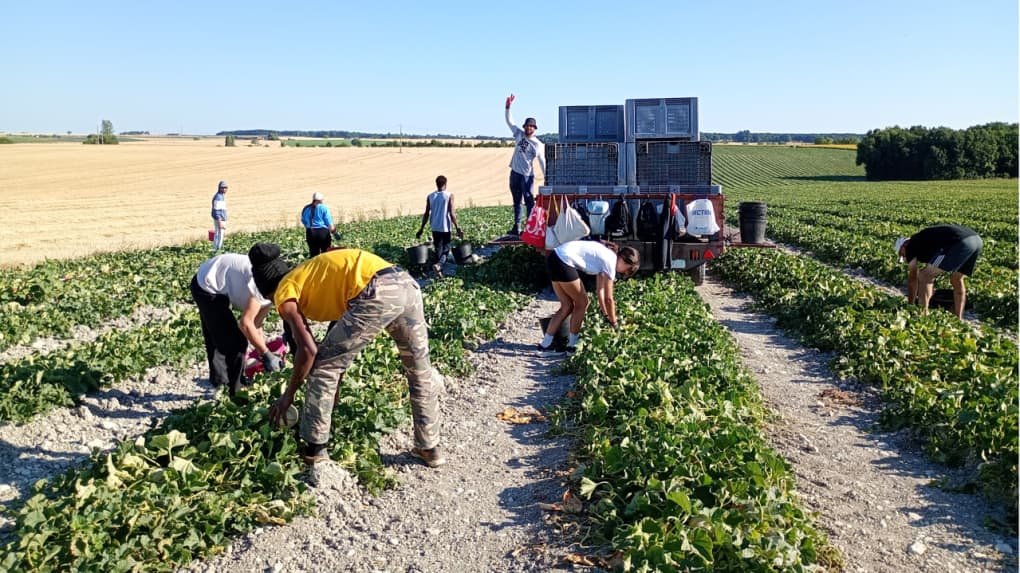 Dans la Vienne, le recrutement compliqué des saisonniers pour les producteurs de melons