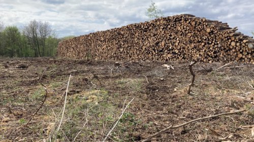 « Une forêt ravagée » : à Mérigny, dans l’Indre, émoi autour de la coupe rase d’une parcelle de bois communal