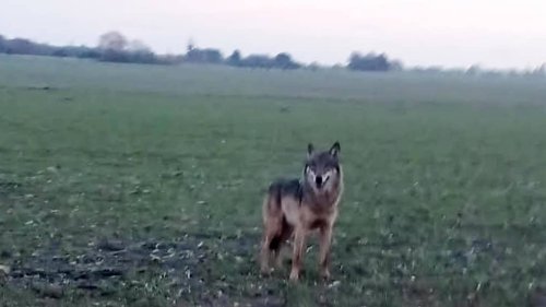 Vienne : un loup aperçu sur la commune de Marçay