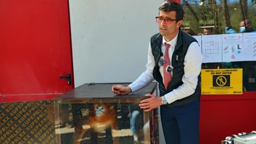 Les singes dorés du ZooParc de Beauval en Loir-et-Cher dévoilés au public le 7 mai