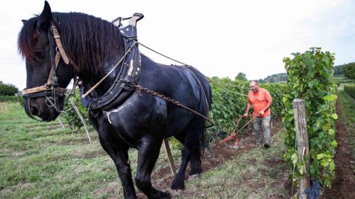 Indre-et-Loire : le cheval à la manoeuvre dans les vignes de Bourgueil