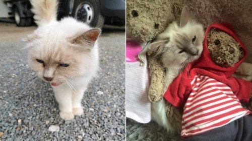 Une chatte disparue en Savoie retrouvée six ans plus tard dans le Pas-de-Calais