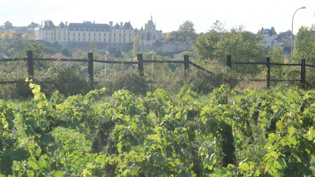 Thouars : la création d’une Maison des vins du Thouarsais est à l’étude