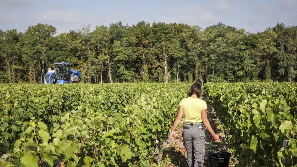 Chinon : les métiers de la vigne peinent à recruter