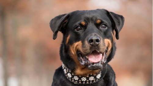« J’ai vu ma chair pendante » : attaquée par les rottweilers de son voisin, elle passe trois semaines à l’hôpital