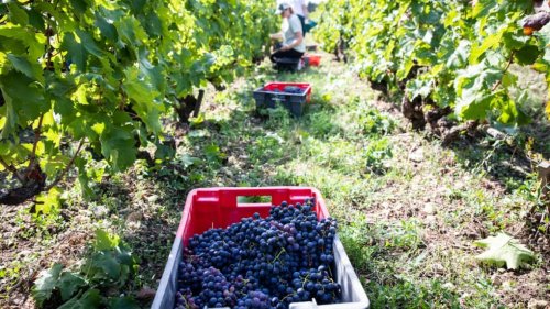 Travailleurs bulgares dans les vignes d’Indre-et-Loire : des recruteurs de Dierre à la barre