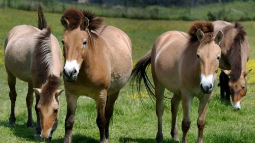 Une jument espagnole rejoint les chevaux de Przewalski à la Haute-Touche, dans l’Indre
