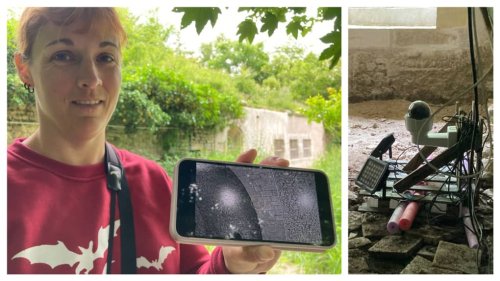 Insolite : des chauves-souris en direct sur YouTube dans l’Indre