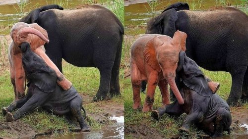Un authentique éléphant rose photographié en Afrique du Sud
