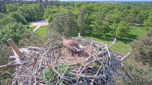 Les balbuzards sont de retour à Chambord