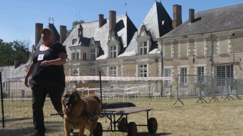 A Villesavin, la vie de château pour les chiens d'attelage