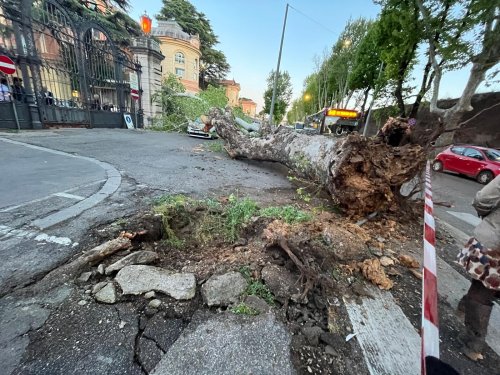 Roma, cade albero davanti al Policlinico Umberto I: colpite auto e motorini - LaPresse