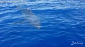 Avvistato uno squalo bianco al largo di Lampedusa