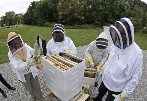 Slovenia beekeeping tradition gets UN world heritage status