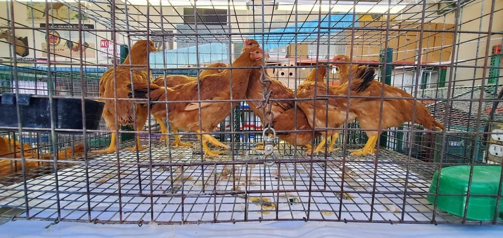 How to protect backyard chickens from Bird Flu