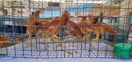 How to protect backyard chickens from Bird Flu
