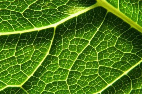 La Nasa analizará la fotosíntesis de las plantas desde el espacio - La Tercera