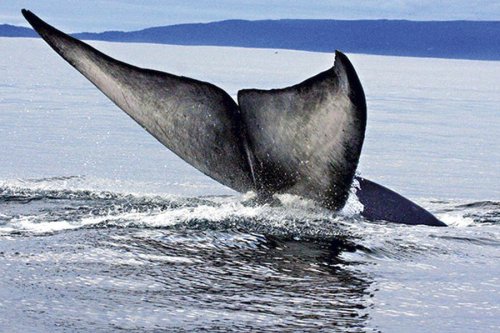 Hasta 760 ballenas azules se alimentan en zona de Chiloé cada año - La Tercera