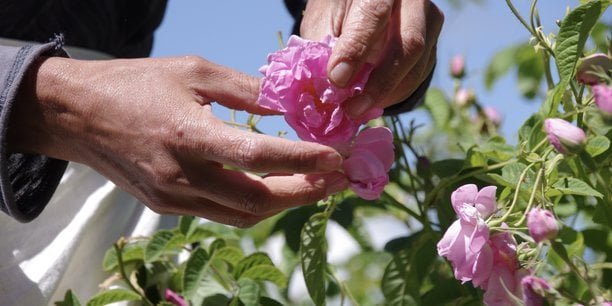 Emploi saisonnier : un PASS pour répondre aux besoins de l’agriculture