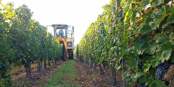 Crise du vin : un bon millésime espéré à Bordeaux dans un contexte délétère