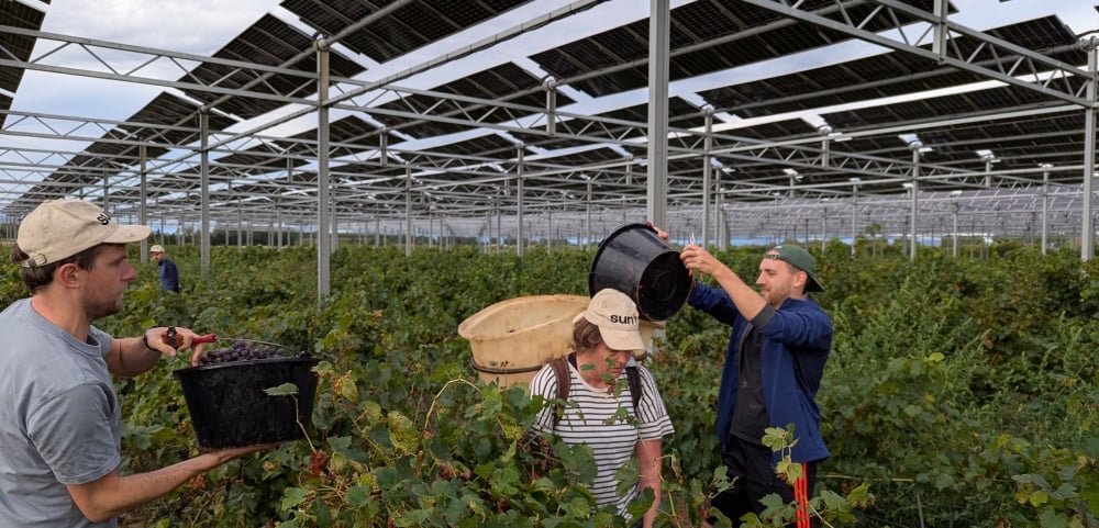 Agrivoltaïsme : les viticulteurs en Côtes-du-Rhône interdisent les panneaux solaires sur leurs vignes