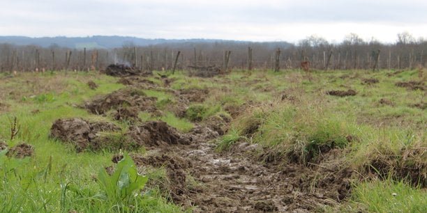 14.000 hectares de vignes à raser : les leçons du plan d’arrachage bordelais