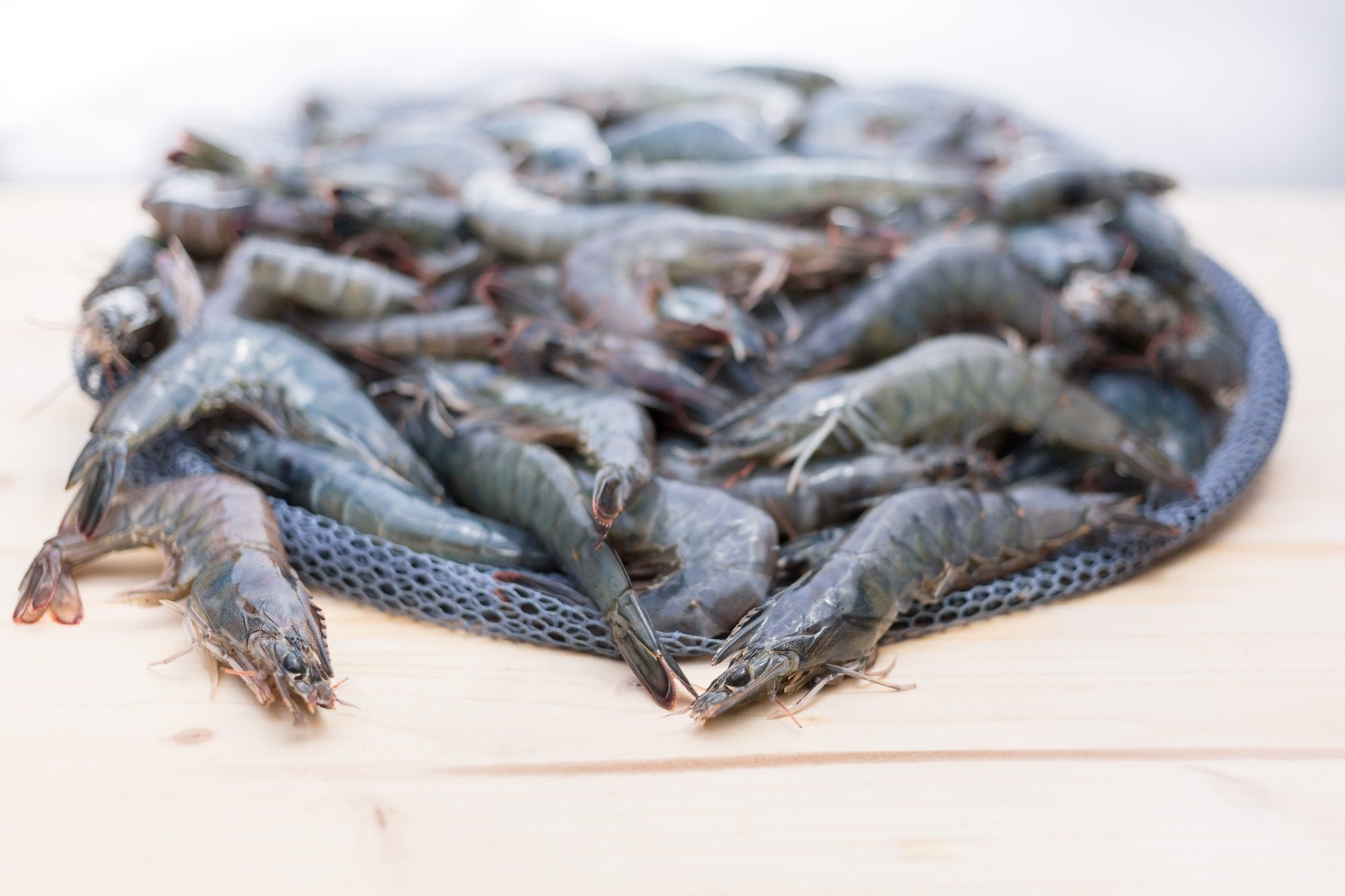 Économie circulaire : Agriloops veut franchiser sa technologie de « crevetticulture indoor »