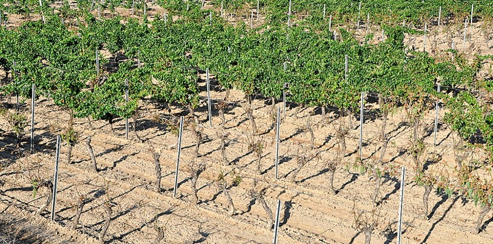 Salinisation des sols : « Il faut des solutions pour que la Camargue ne devienne pas un désert salé »