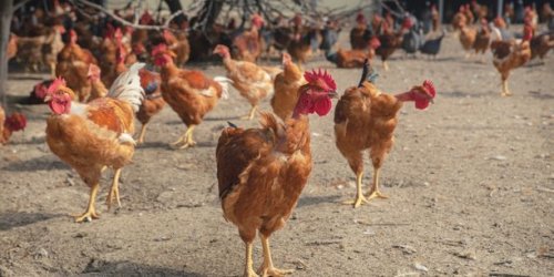 Grippe aviaire : ce que nous prépare le virus H5N1