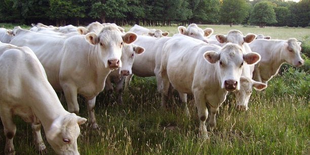 Dermatose bovine : les éleveurs font le premier bilan de la vaccination