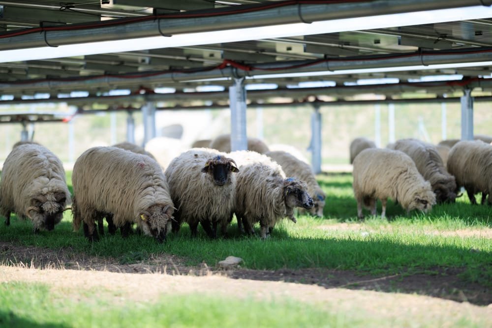 Alors que le cadre réglementaire de l’agrivoltaïsme s’est nettement durci depuis 2023, un projet porté par Eurowind Energy en Côte-d’Or entend démontrer qu’il est possible de concilier production agricole et électricité renouvelable.