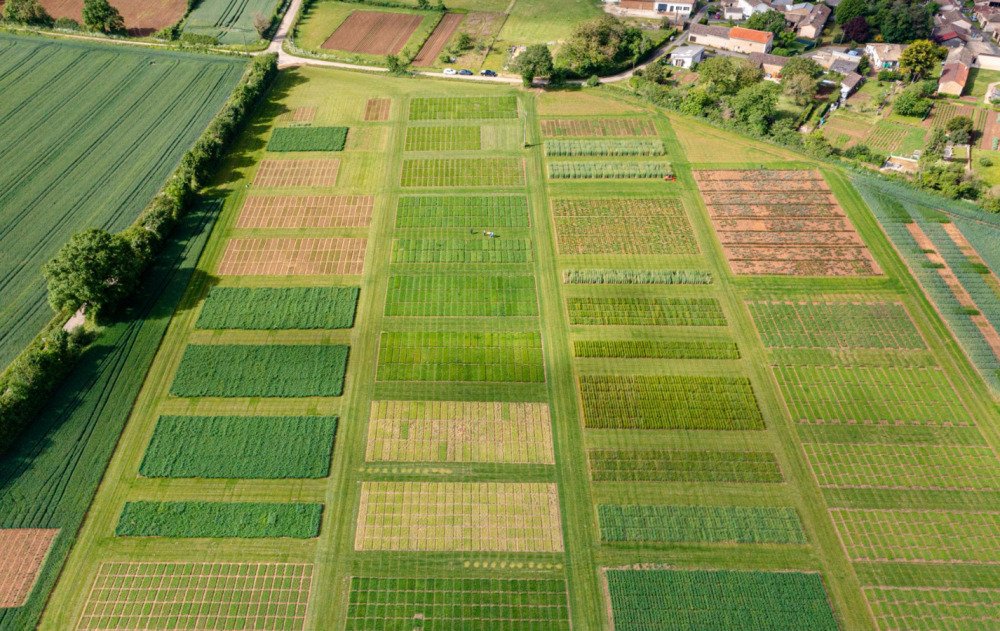 Les semences agricoles cherchent à s’adapter au changement climatique