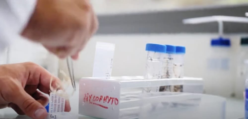 La deeptech, qui déploie des solutions biologiques à partir de champignons mycorhiziens, vient de compléter un tour de table qui lui permet de créer sa toute première unité industrielle.