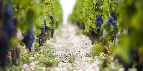 Le vignoble bordelais lance son plan d'arrachage face à une crise profonde de surproduction