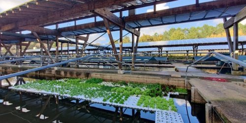 Agrivoltaïsme : les ombrières solaires, en plein essor, sont discutées au Parlement