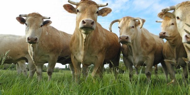 Dermatose nodulaire : le ton monte, les éleveurs entament des blocages en Savoie et en Isère