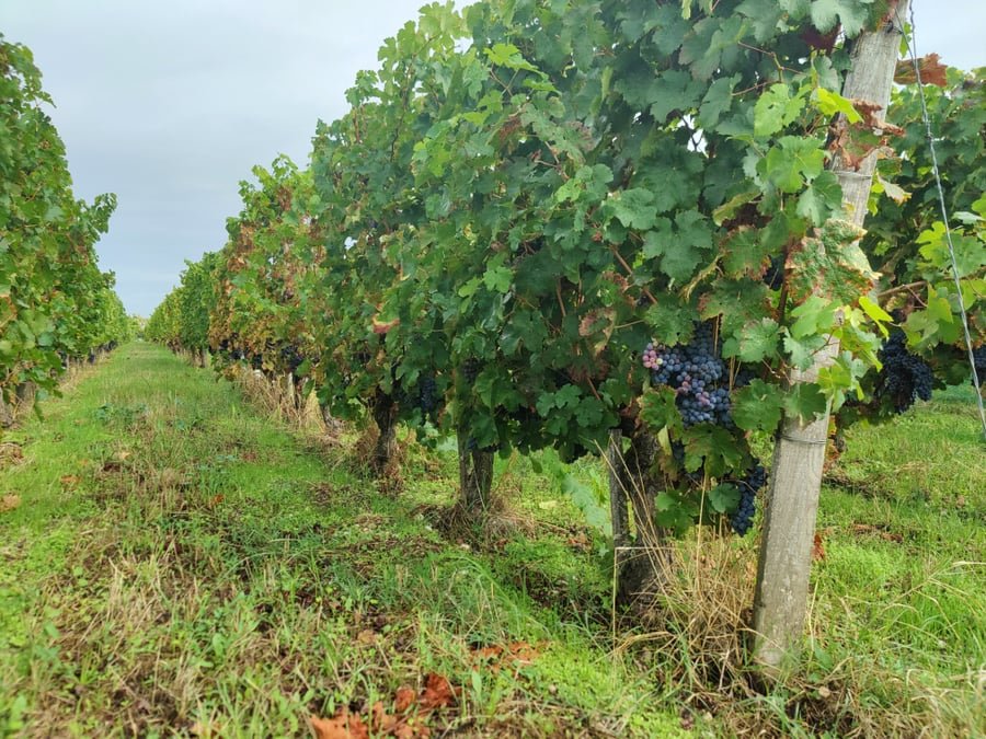 La course contre la montre pour adapter les vignes au changement climatique