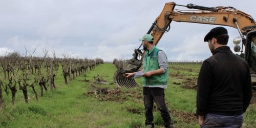 Dans le bordelais, les héritiers de la vigne arrachent pour retrouver « une économie saine »
