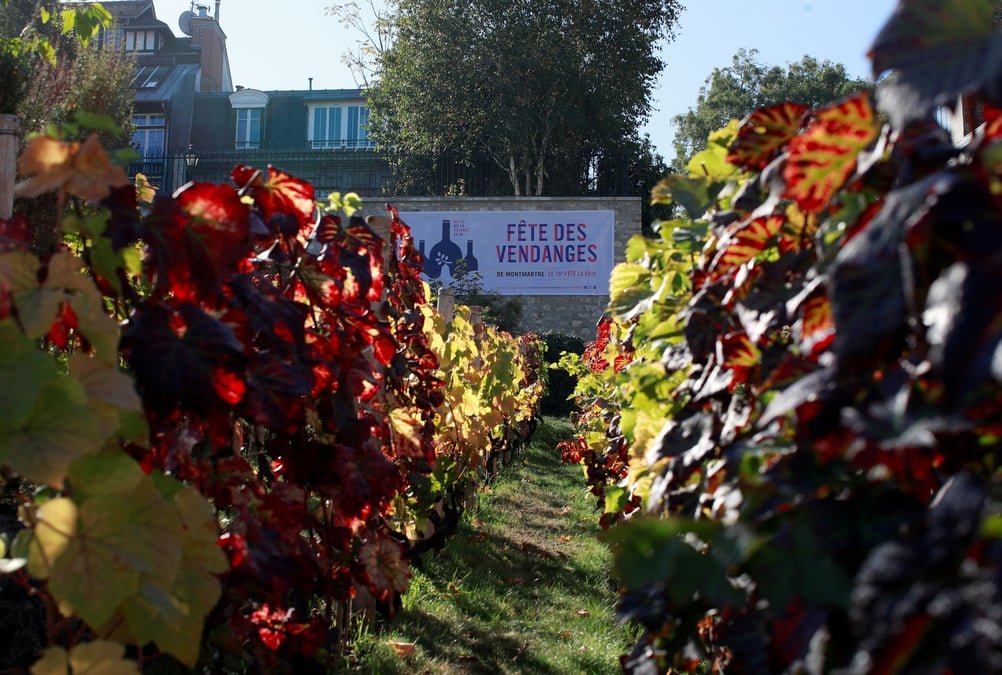 La concentration en pesticides grimpe en flèche chez les habitants proches de vignobles