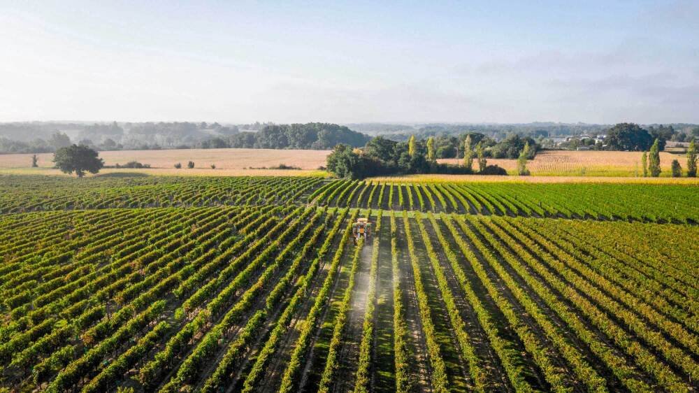 Le plus grand domaine viticole familial de France sort de la procédure de sauvegarde sollicitée il y a un an. Toujours aux commandes, les frères Grassa expliquent à La Tribune leur stratégie de relance entre étalement de dette, arrachage de vigne et refonte de l’offre.