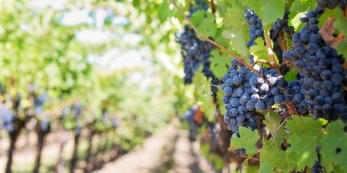 Vin : l'Europe coupe les vannes de la surproduction