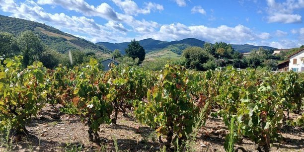 Malgré des vendanges moins volumineuses, le Beaujolais garde le cap