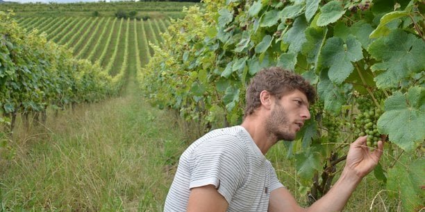 Crise du vin : de la vigne à la bouteille, ces appellations envoient balader les codes