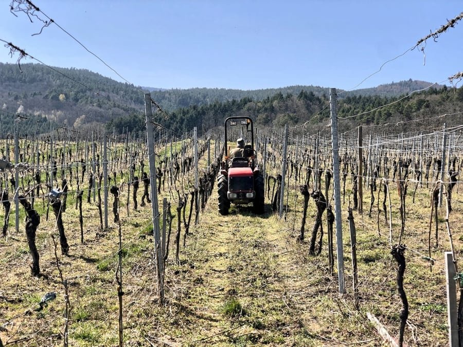 Viticulture : l »Europe veut doubler à 900 millions d’euros les aides à l’arrachage