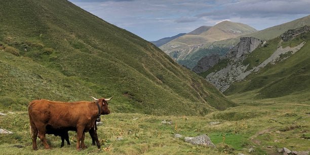 Foncier rural : des éleveurs s’organisent en collectifs pour accéder aux terres