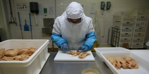 Grippe aviaire : les vaccins de Ceva Santé Animale et Boehringer Ingelheim jugés « très efficaces »