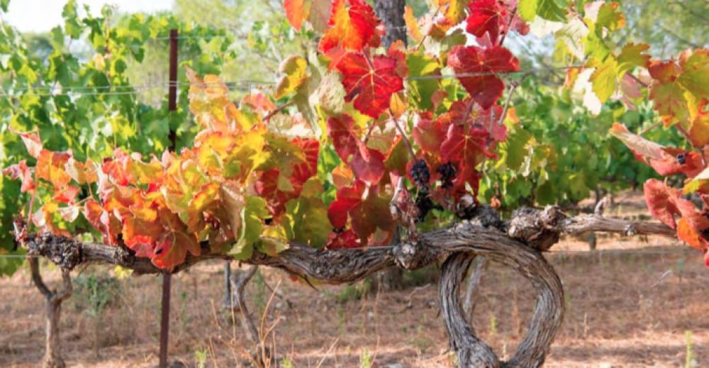 Croissance, débouchés insuffisants et restrictions sur le cuivre : les paradoxes des vins bio