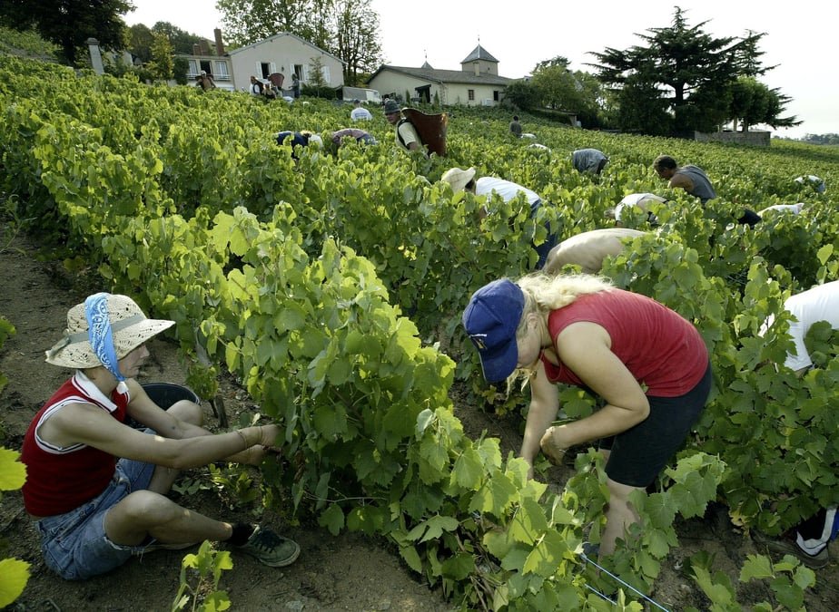 Pesticides : les viticulteurs et leurs riverains dans l’attente d’une étude cruciale